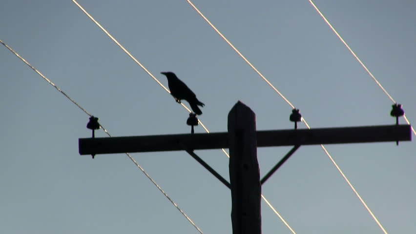Crow causes large power outage in Corvallis